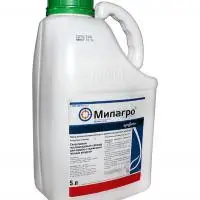 Страховий гербіцид Мілагро Syngenta оригінал 5 л (нікосульфурон 40 г/л) кукурудза від злакових і дводольних бур'янів